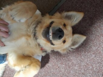 Krytí - zlatý retrívr - 10