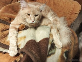 Mainská mývalí - 10