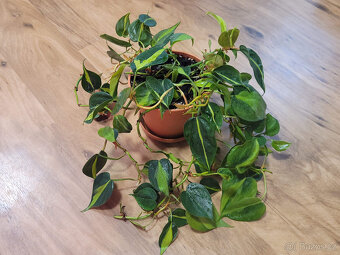 Pokojovky (Epipremnum, Hoya, Ludisia, Monstera, Orchidej) - 10