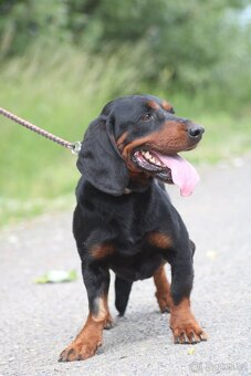 MR.SAUSAGE K ADOPCI - 7 LET,HODNÝ, KÁMOŠ S CHLAPMI :-) - 10