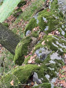 přírodní kameny, částečně porostlé mechem - 10