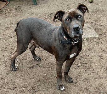 LEX K ADOPCI - skvělý parťák a mazel pro zkušené - 10