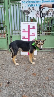 DOMINO K ADOPCI - 1 ROK, UČENLIVÝ,HODNÝ,ZVĚDAVÝv - 10