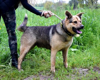 HAKIM K ADOPCI - 3 ROKY, KRÁSNÝ,PŘÁTELSKÝ,HRAVÝ - 10