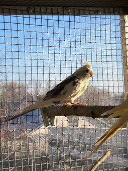 Prodám samce korely bělohlavé - 10