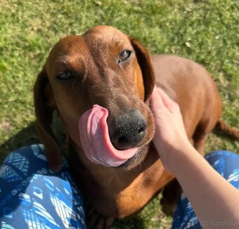 Jezevčík hladkosrstý - 10