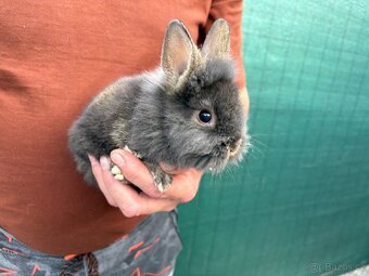 🐰🐰zakrslý králík 1x samec 1x samička - 10