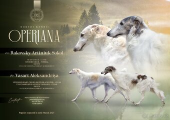 Barzoj - Ruský chrt - chovná stanice Operiana - 10