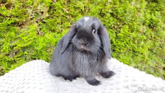 Zakrslý beránek, králíček, králík - ELLA - 10