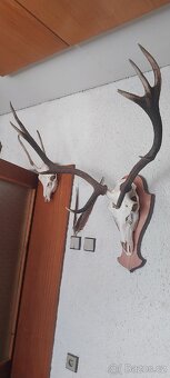 Jelen, daněk - 10