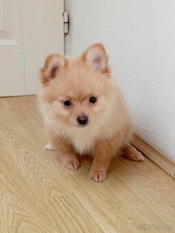 Německý Špic / Malý / Trpasličí X Pomeranian - 10