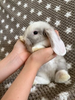 Mini Lop - beránek - 10