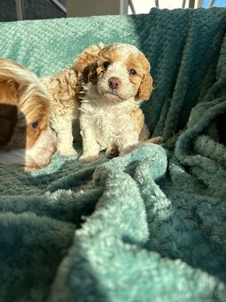 🐶 CAVAPOOCHON ŠTĚŇÁTKA – PRVNÍ VRH NAŠICH RODINNÝCH MAZLÍKŮ - 10