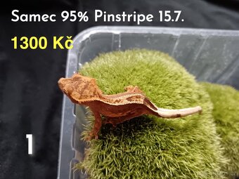 Pagekon Řasnatý - 10