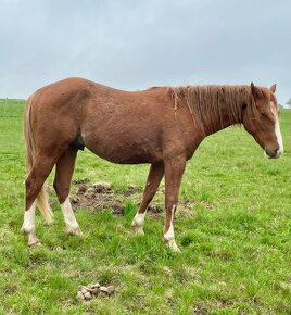 Paint horse hřebeček - 10