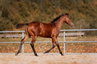 Appaloosa klisna - 10