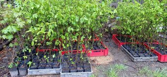 Habr na živé ploty. - 10