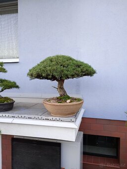 Borovice lesní bonsai - 10