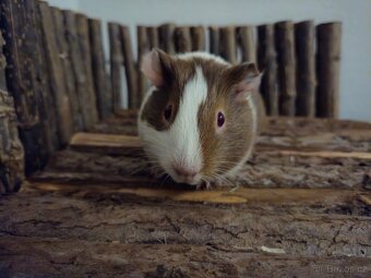 Morčata/morče-holka 2 - 10