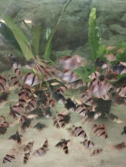 prodej novinek ze dvora - 10