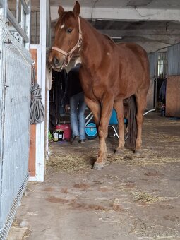 Appa valach nar.2017 s QH linií - 10