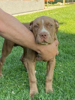 American Bully - 10