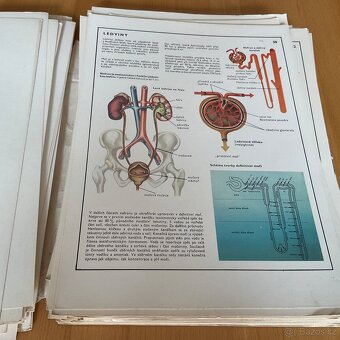 Retro- Biologie člověka v obrazech- A4 - 10
