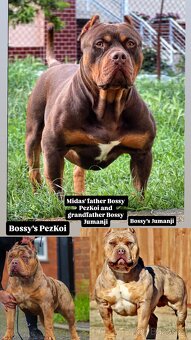 American bully xl/xxl Pitbull xxl - 10