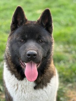 Americká akita - 10