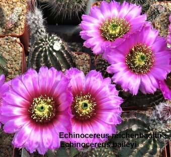 Semena kaktusů - 10