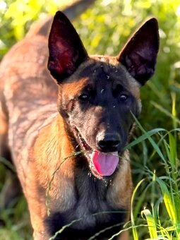 BELGICKÝ OVČÁK MALINOIS - ŠTĚŇATA S PP - 10