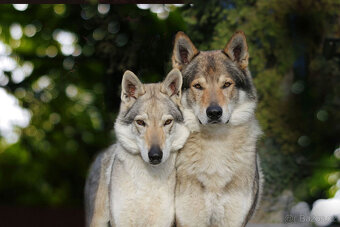 Československý vlčák s PP - 10