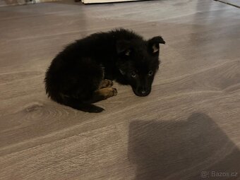 Německý ovčák - 10