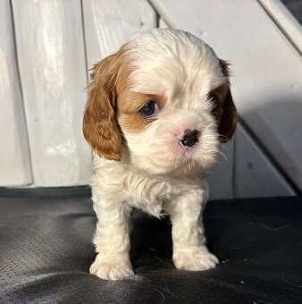 Kavalir King Charles spaniel - 10