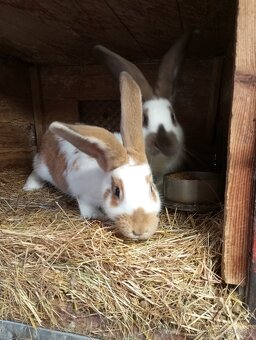 Králíci samice i samci německý obrovitý strakáči a křížencia - 10