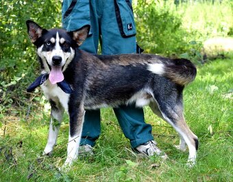 ARES K ADOPCI - přátelský mazel - 10