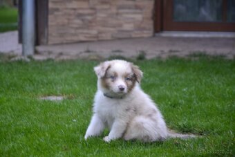 Australský ovčák red merle pejsek - 10