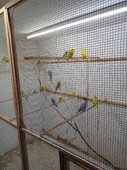 Andulky prodám - 10