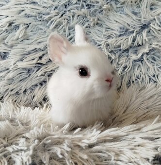 Zakrslý králík - 10
