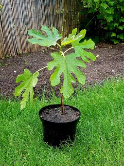 Fíkovník, Ficus Carica, Smokvoň, Brown Turkey, keře, stromky - 10