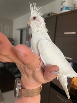 Ručně dokrmené korely Albino - 10