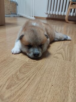 Štěňátka Akita Inu - 10