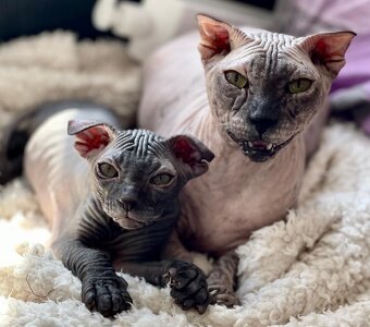 Koťata Donský Sphynx s PP - 10