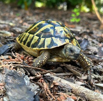 Suchozemská želva + vybavení k chovu - 10