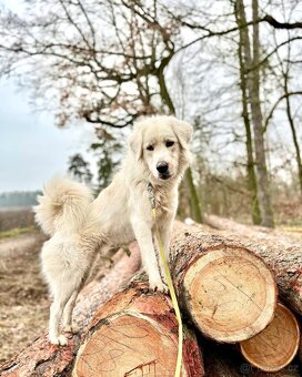 Slovenský čuvač - 10