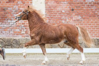Připouštění Belgickým hřebcem Welsh mountain pony - 10