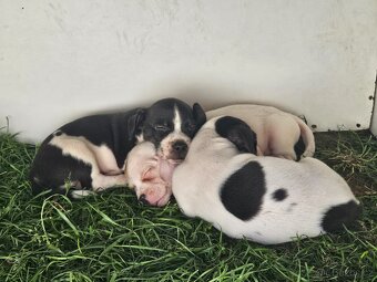 Jack Russel teriér - 10