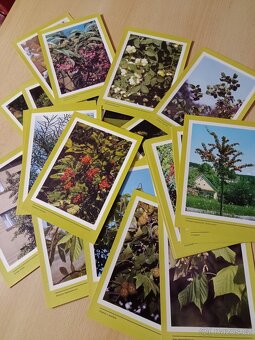 Naše zahrádka,Ovocnictví zelinářství,Škola ovocnáře - 10