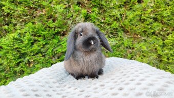 Zakrslý beránek, králíček, králík - PATRICIE - 10