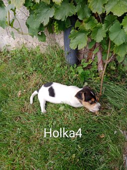 Jack Russell teriér - 10